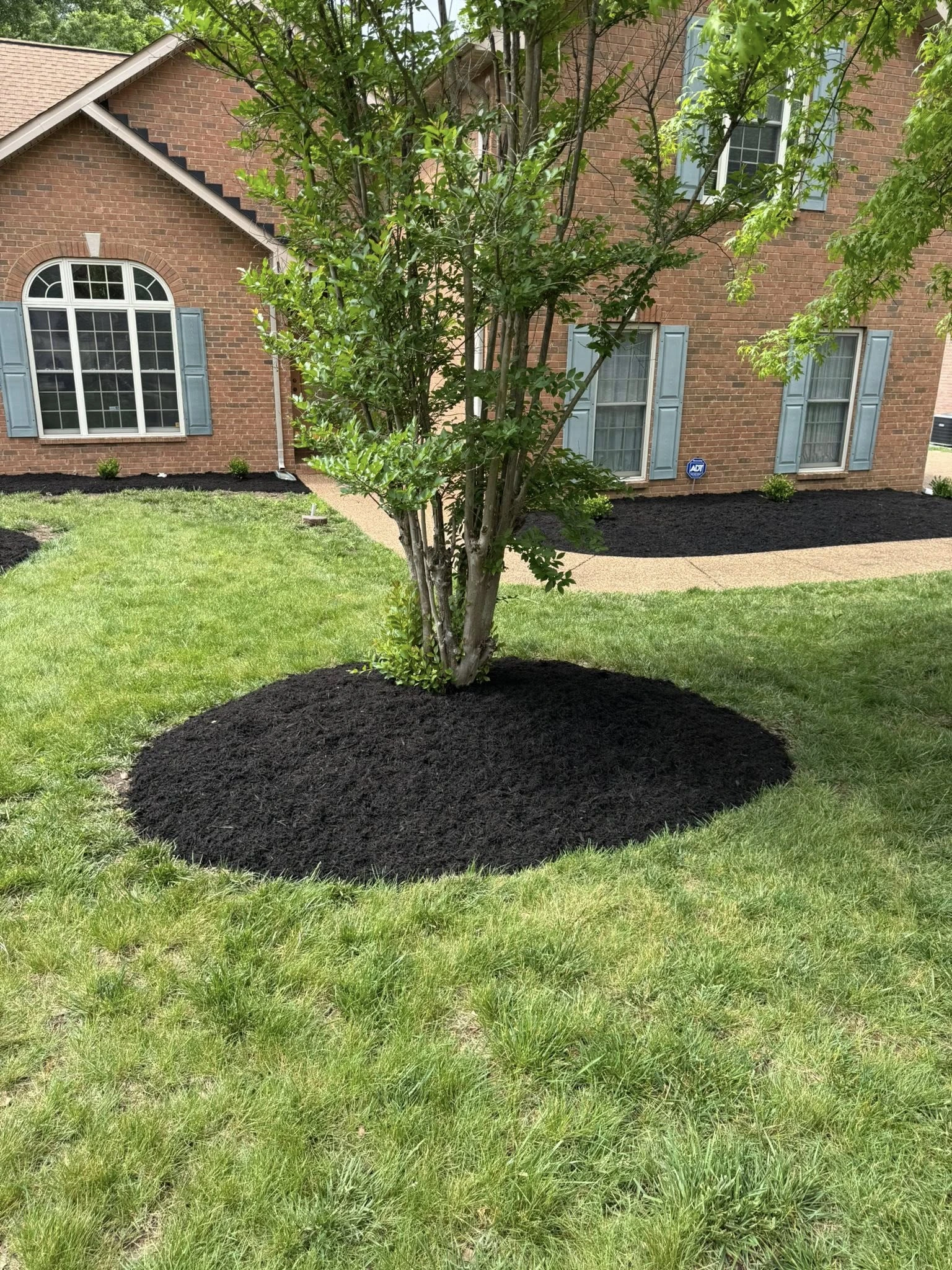 Lawn after cleanup and mulching