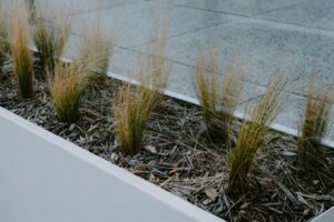 Close-up view of ornamental grass in a modern planter on pavement, showcasing elegant garden design.